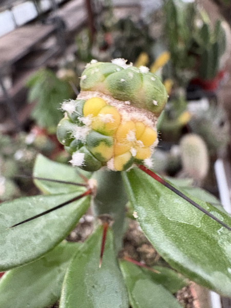 Astrophytum asterias 'Variegata'