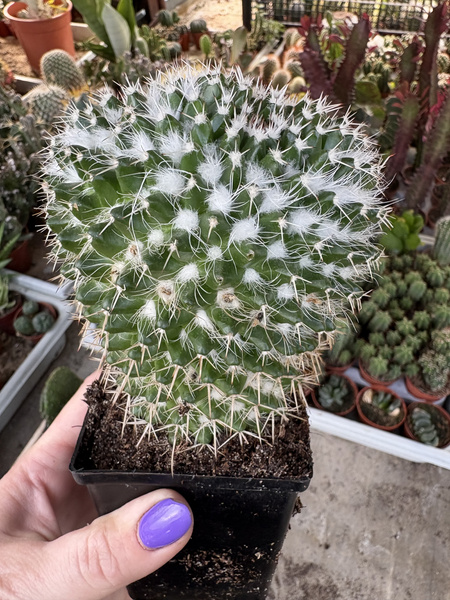 Mammillaria collinsii 'Trigona'