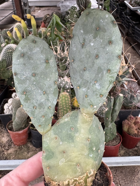 Opuntia robusta