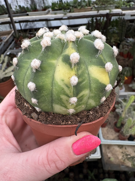 Echinopsis subdenudata 'Variegata'