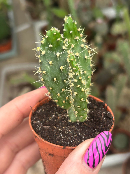Opuntia gomei 'Monstruosa'