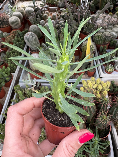 Euphorbia loricata
