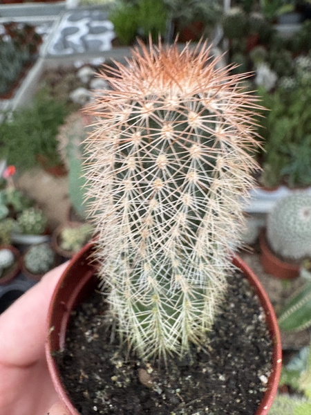 Echinocereus russanthus