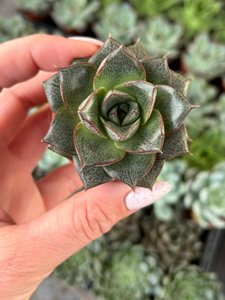 Echeveria purpusorum