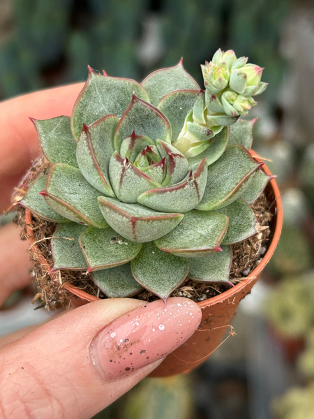 Echeveria purpusorum v.gliva