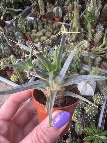 Leuchtenbergia principis