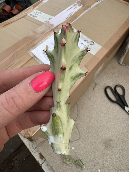 Euphorbia lactea 'White Ghost'