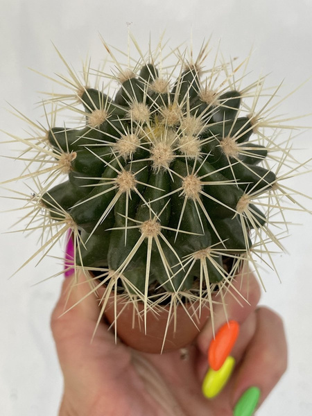 Echinocactus grusonii FOTEL TEŚCIOWEJ
