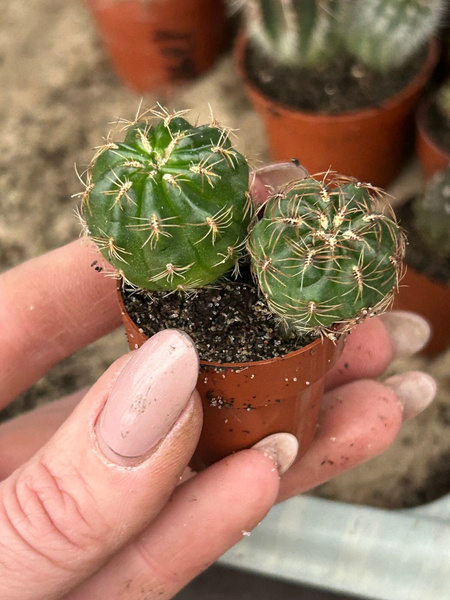 Oroya peruviana Argama PERU 3654m  JN1562 (R18/2018) x2