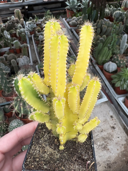 Cereus peruvianus 'Variegata'
