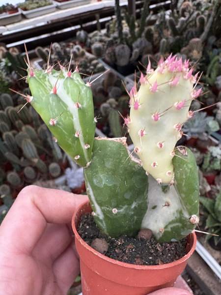 Opuntia monacantha 'Variegated Monstruosa' Płaszcz Józefa - Opuncja Figowa Pstrokata