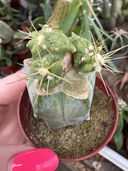 Ferocactus echidne 'Monstruosa'