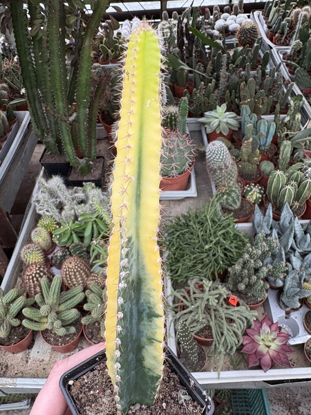 Cereus hildmannianus 'Variegata'