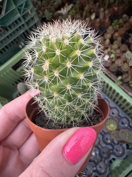 Mammillaria ernestii 'Variegata'