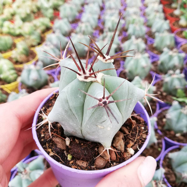 Echinocactus ingens