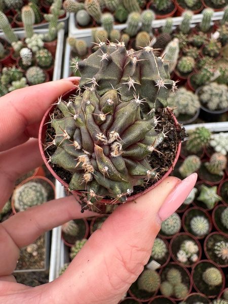 Gymnocalycium mihanovichii 'Monstruosa'