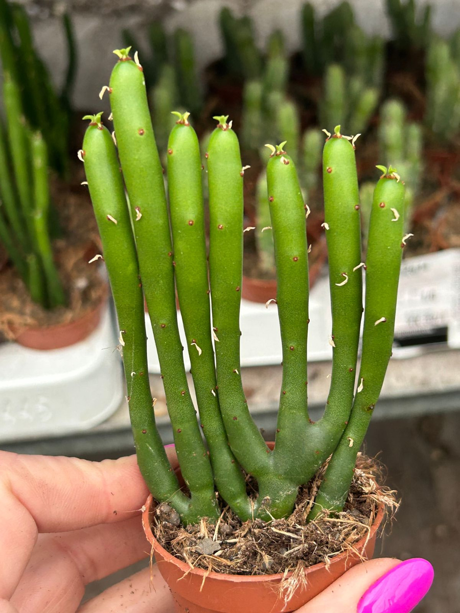 Euphorbia leucodendron Sukulenty \ Euphorbia Kaktusy, sukulenty i