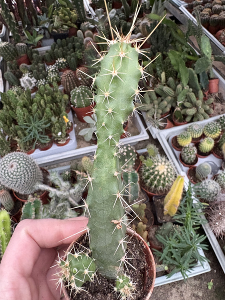 Echinocereus pentalophus Devil's Fingers