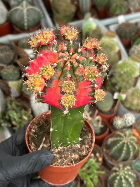 Gymnocalycium baldianum 'Variegata'