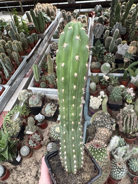 Roseocereus tephracanthus