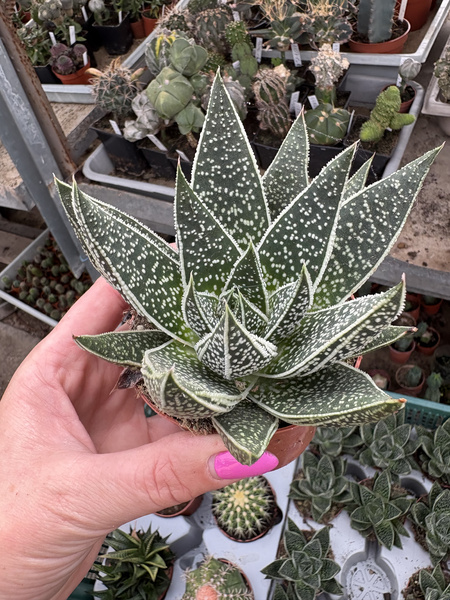 Gasteria 'D Due'