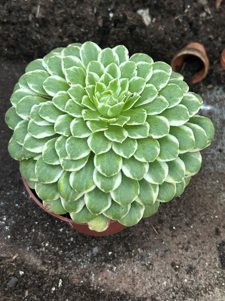 Aeonium cv. 'Emerald Ice'