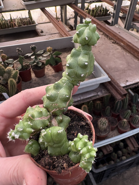 Echinocereus morricalii 'Monstruosa'