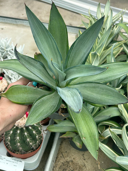 Agave desmettiana 'Quicksilver'