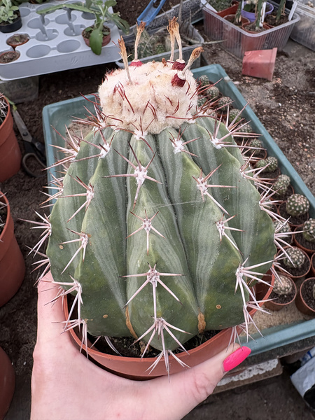 Melocactus broadwayii