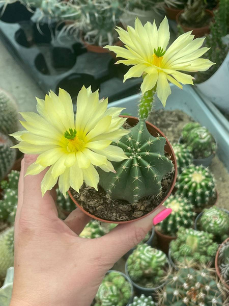 Echinocereus subinermis