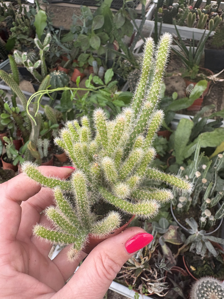 Rhipsalis baccifera v.horrida