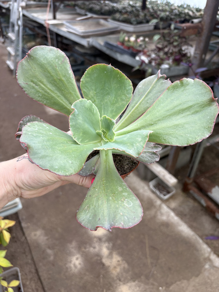 Echeveria gibbiflora v. Mandala