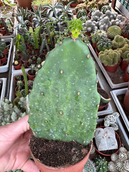 Opuntia gomei 'Old Mexico' at San Marcos