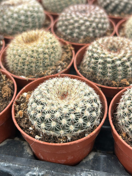 Notocactus concinnus