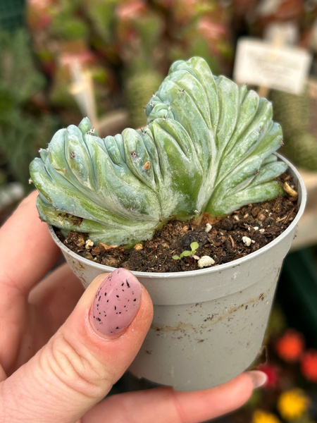 Myrtillocactus geometrizans 'Cristata'