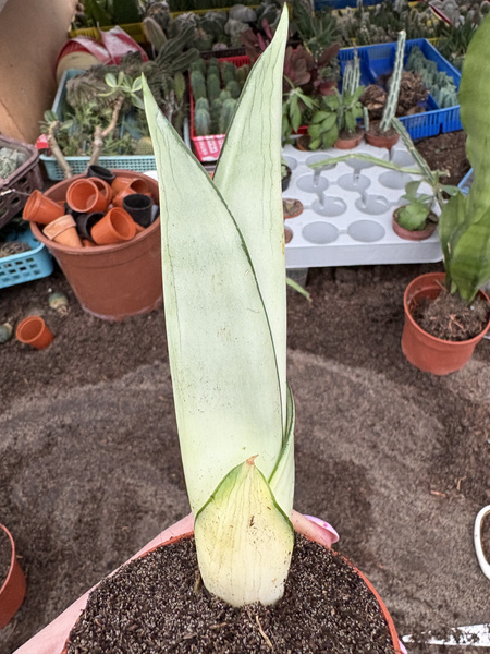 Sansevieria cv.'Silver Moon'