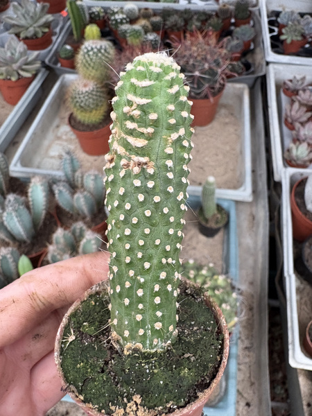 Cleistocactus strausii 'Inermis'