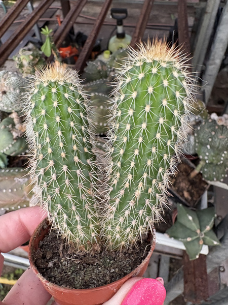 Trichocereus strigosus