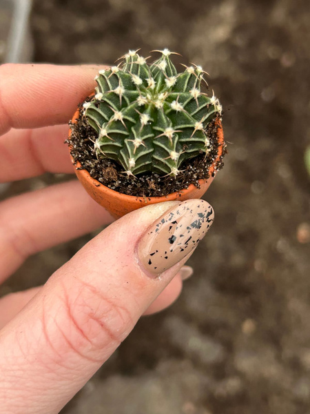 Gymnocalycium friedrichii lb 2178