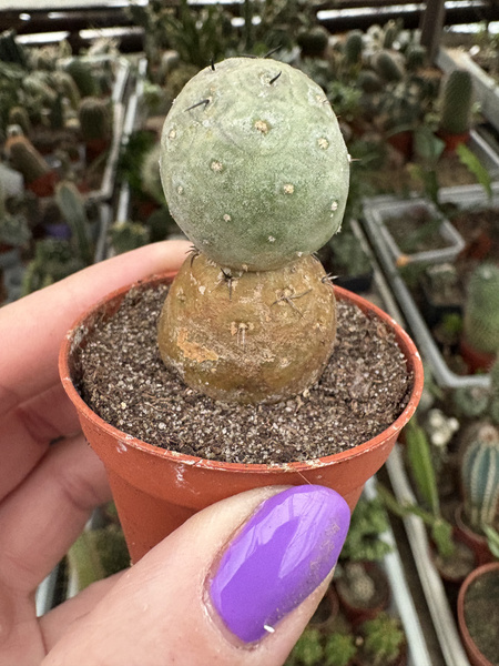 Tephrocactus geometricus