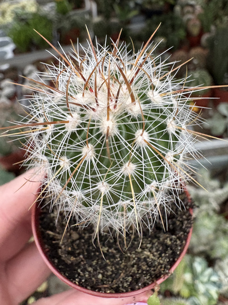 Stenocactus zacatecasensis