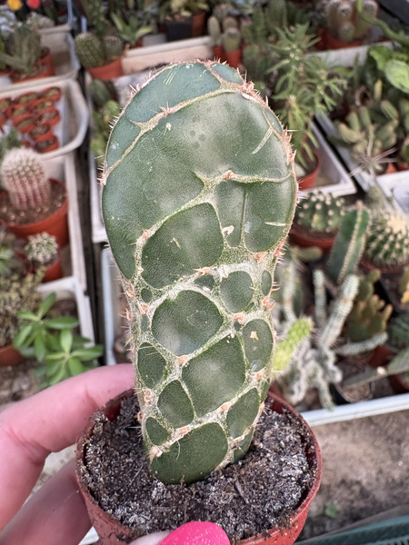Opuntia ficus-indica 'Cobra'