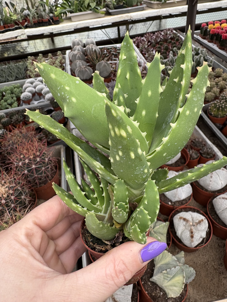 Aloe distans