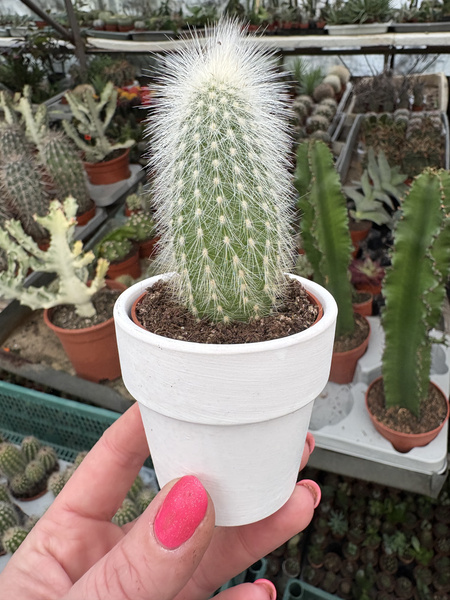 Cleistocactus strausii
