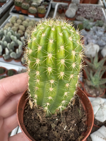 Trichocereus spachianus  'Variegata'
