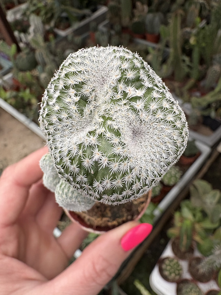 Epithelantha micromeris 'Circle Cristata'