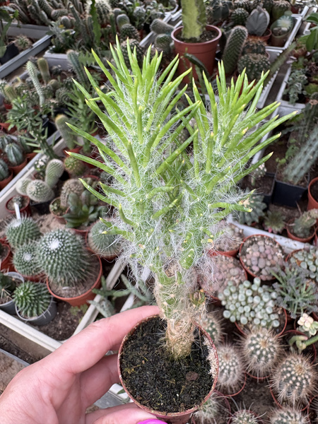 Austrocylindropuntia vestita