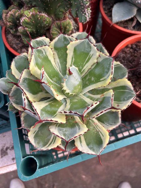 Agave potatorum 'Kichiokan Marginata'