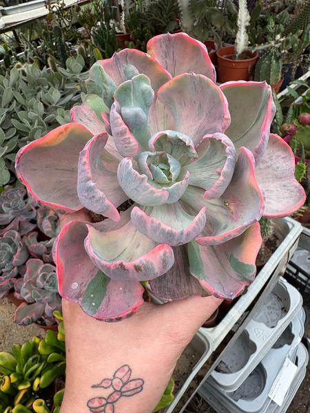 Echeveria Beyonce 'Rainbow Variegata'