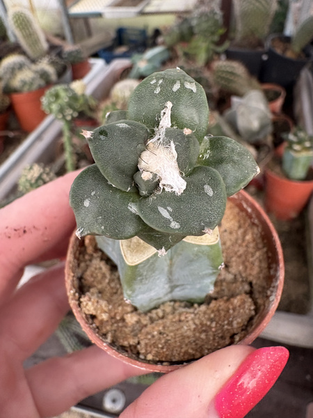 Ariocarpus furfuraceus